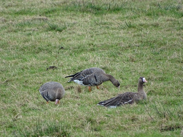 游泳队在多 游泳队在多