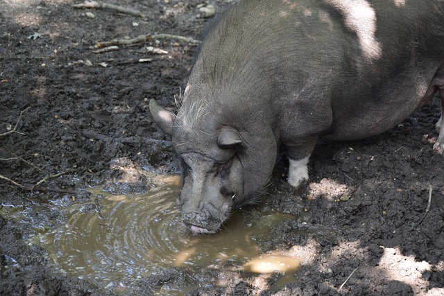 在瓜迪奥拉 在瓜迪奥拉